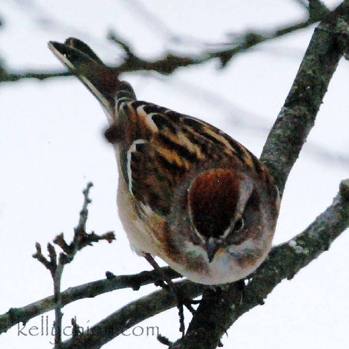 this-is-new-york.com Bird in Delhi NY photo by Kelly Chien