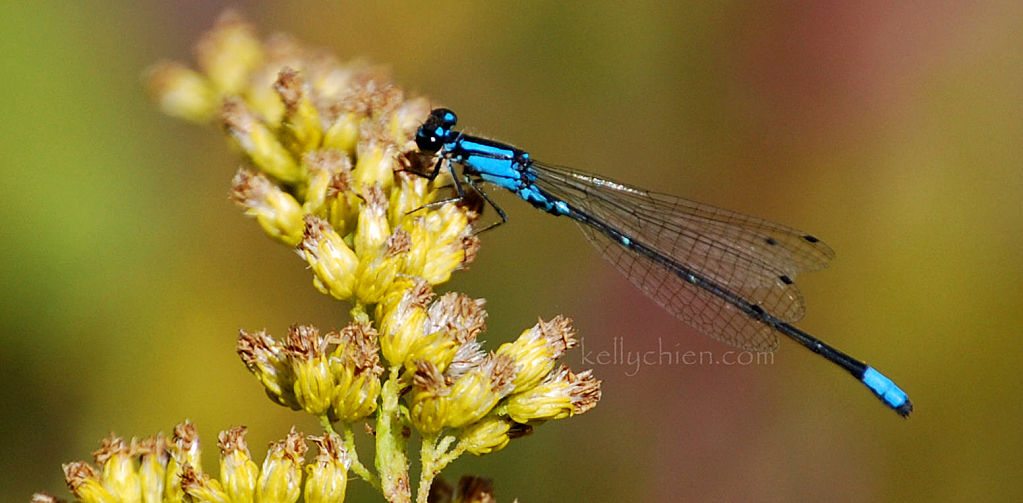 this-is-new-york.com Dragonfly along the Delaware & Ulster railroad hiking path, Hobart NY photo by Kelly Chien