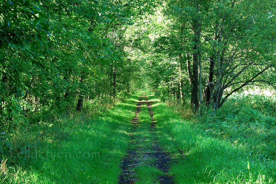 this-is-new-york.com Ulster & Delaware railroad hiking path near Hobart NY photo by Kelly Chien