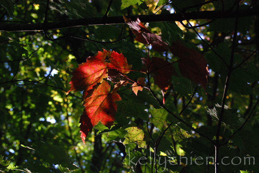 this-is-new-york.com Early Autumn leaves in Hobart NY photo by Kelly Chien