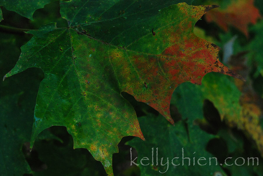 this-is-new-york.com Early Autumn colors in Hobart NY photo by Kelly Chien