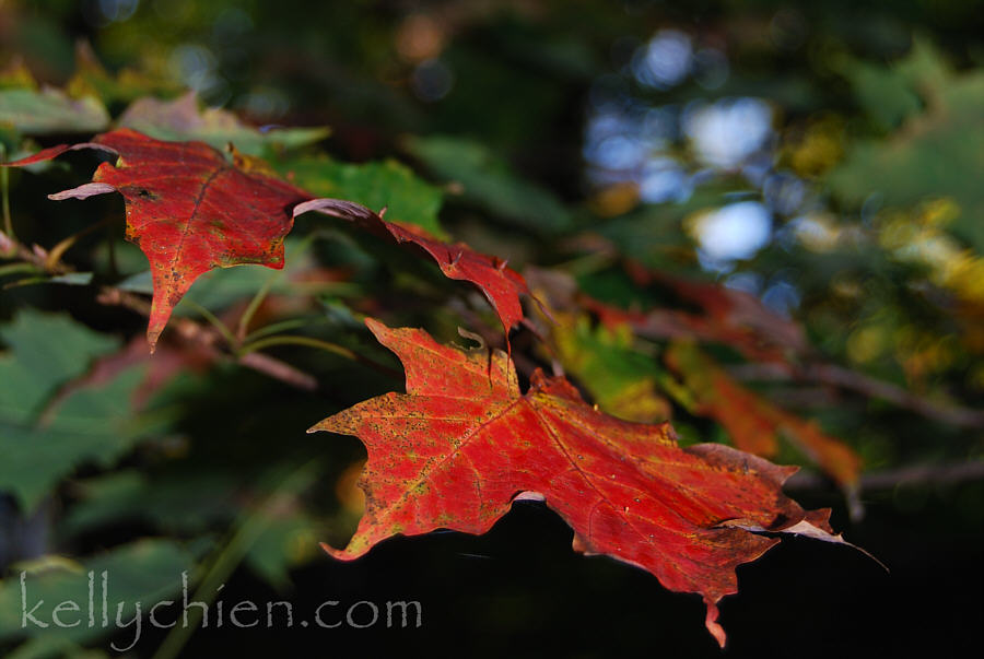 this-is-new-york.com Early Autumn leaves in Hobart NY photo by Kelly Chien