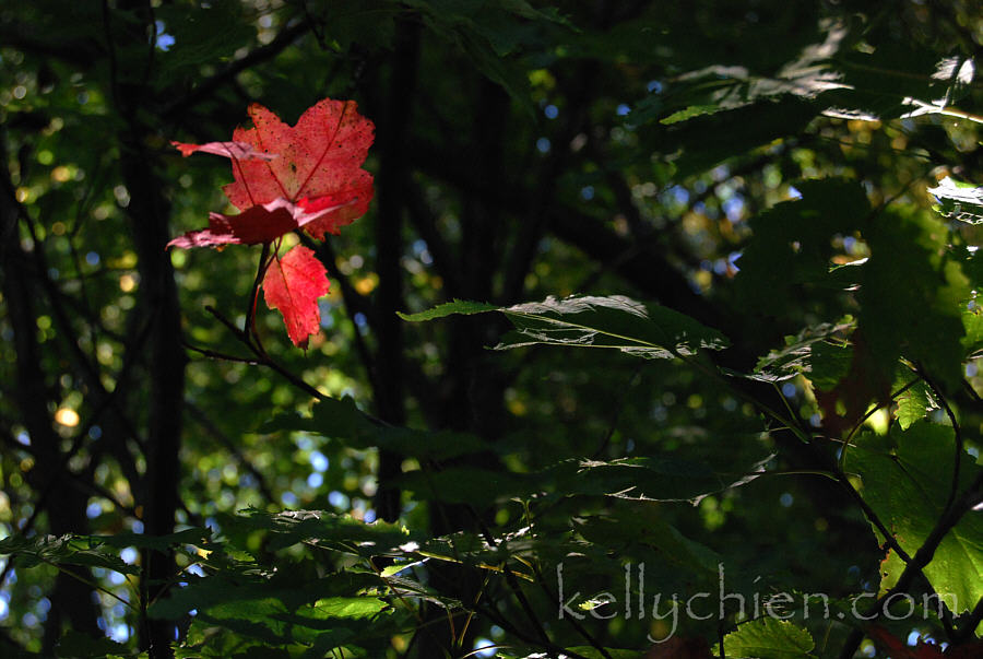 this-is-new-york.com Early Autumn leaves in Hobart NY photo by Kelly Chien