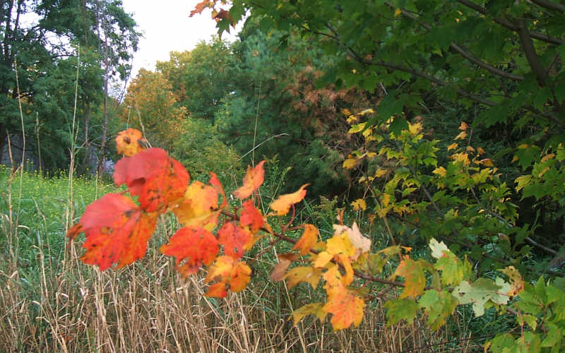 this-is-new-york.com Early Autumn leaves in Hobart NY photo by Kelly Chien