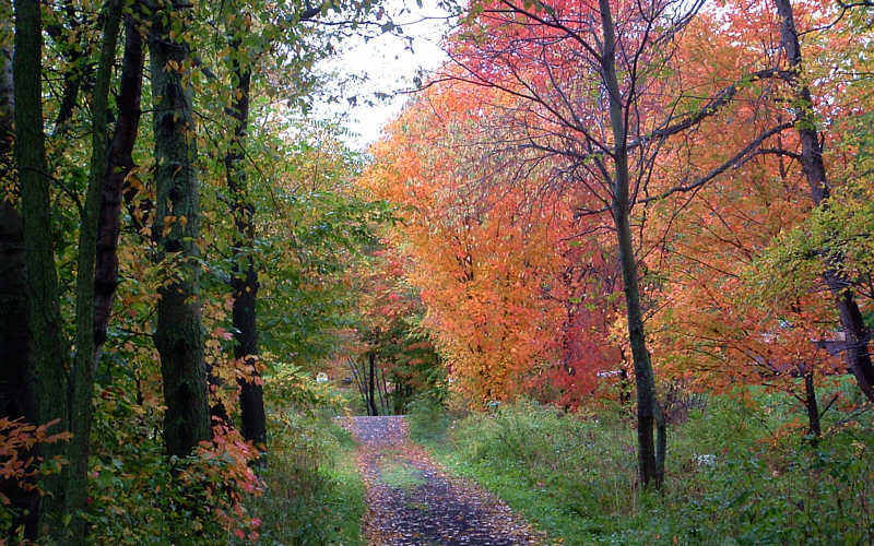 this-is-new-york.com Fall colors along the Delaware & Ulster railroad hiking path, Hobart NY photo by Kelly Chien