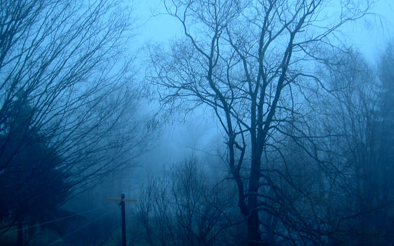 this-is-new-york.com Trees in the fog in Hobart NY photo by Kelly Chien