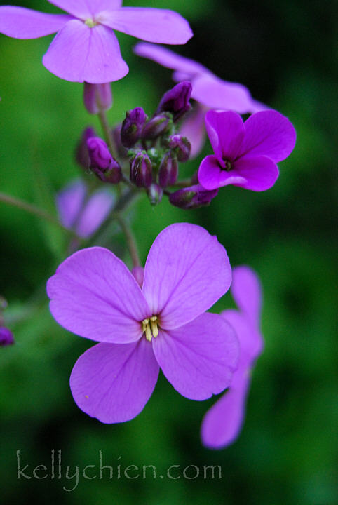 this-is-new-york.com Flowers along the Delaware & Ulster railroad hiking path, Hobart NY photo by Kelly Chien