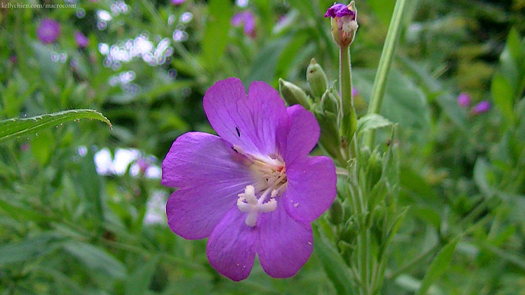 this-is-new-york.com Flowers along the Delaware & Ulster railroad hiking path, Hobart NY photo by Kelly Chien