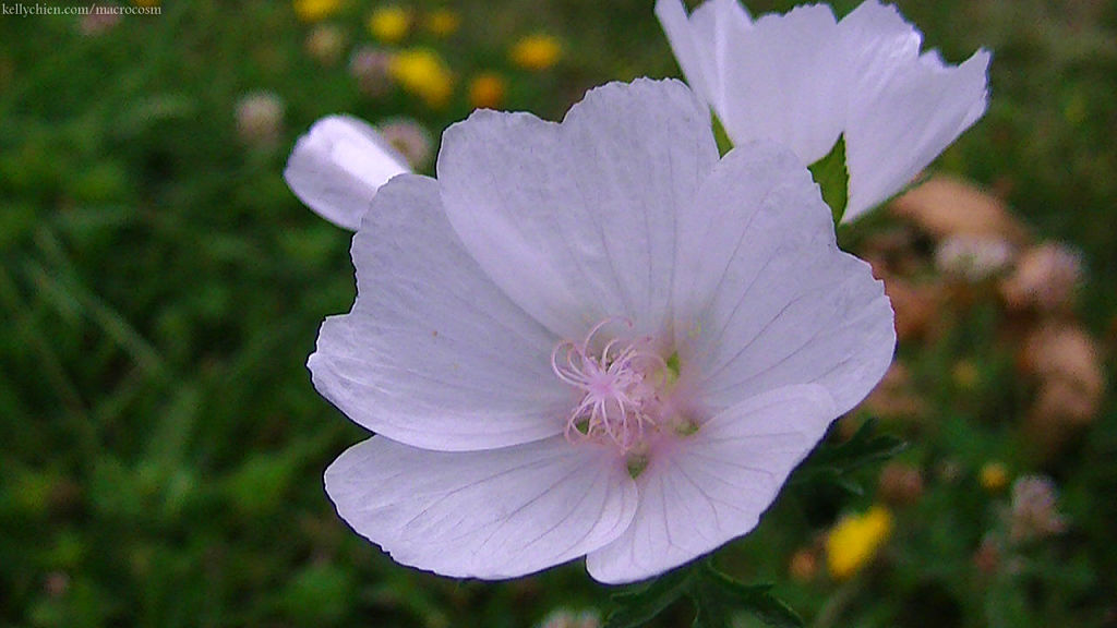this-is-new-york.com Flowers along the Delaware & Ulster railroad hiking path, Hobart NY photo by Kelly Chien