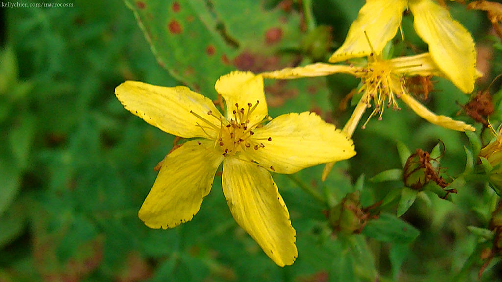 this-is-new-york.com Flowers along the Delaware & Ulster railroad hiking path, Hobart NY photo by Kelly Chien