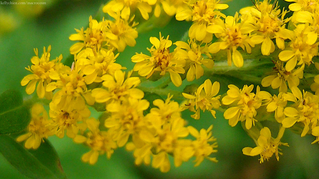 this-is-new-york.com Flowers along the Delaware & Ulster railroad hiking path, Hobart NY photo by Kelly Chien