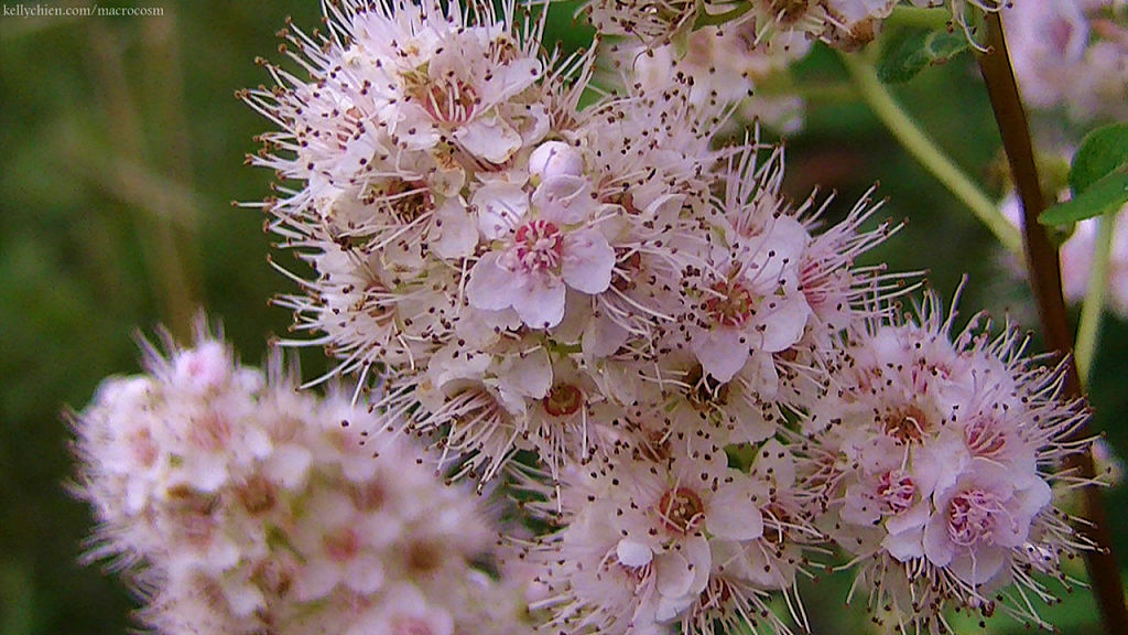 this-is-new-york.com Flowers along the Delaware & Ulster railroad hiking path, Hobart NY photo by Kelly Chien