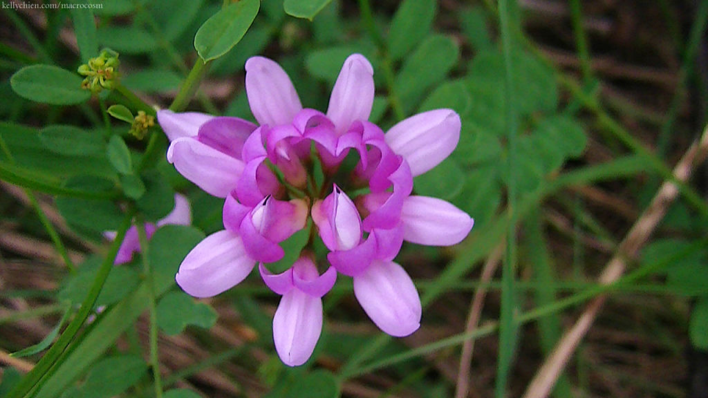 this-is-new-york.com Flowers along the Delaware & Ulster railroad hiking path, Hobart NY photo by Kelly Chien