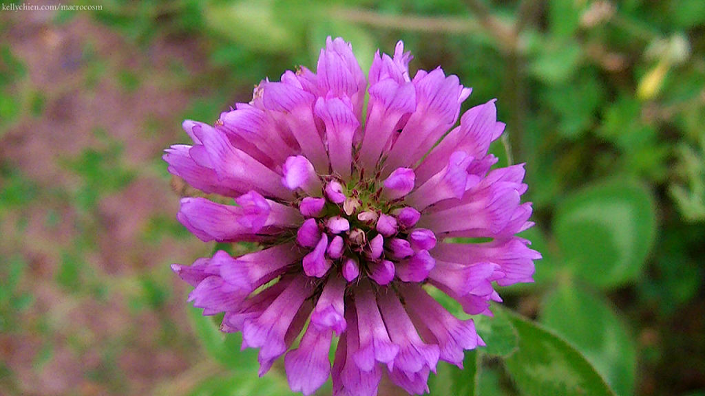 this-is-new-york.com Flowers along the Delaware & Ulster railroad hiking path, Hobart NY photo by Kelly Chien