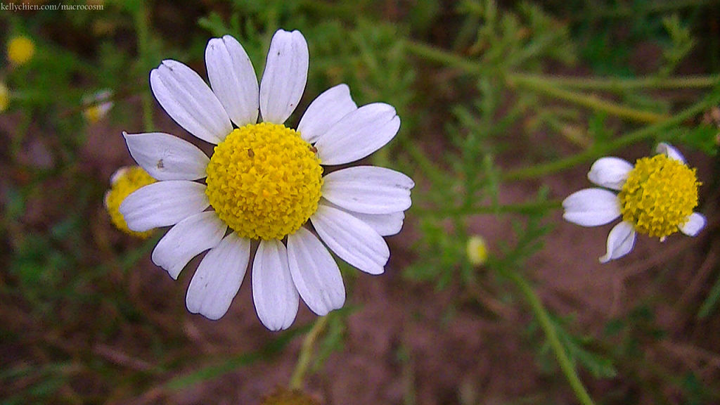 this-is-new-york.com Flowers along the Delaware & Ulster railroad hiking path, Hobart NY photo by Kelly Chien