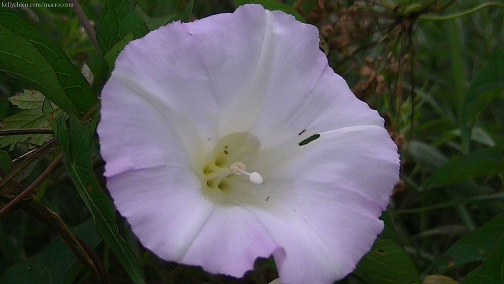 this-is-new-york.com Flowers along the Delaware & Ulster railroad hiking path, Hobart NY photo by Kelly Chien