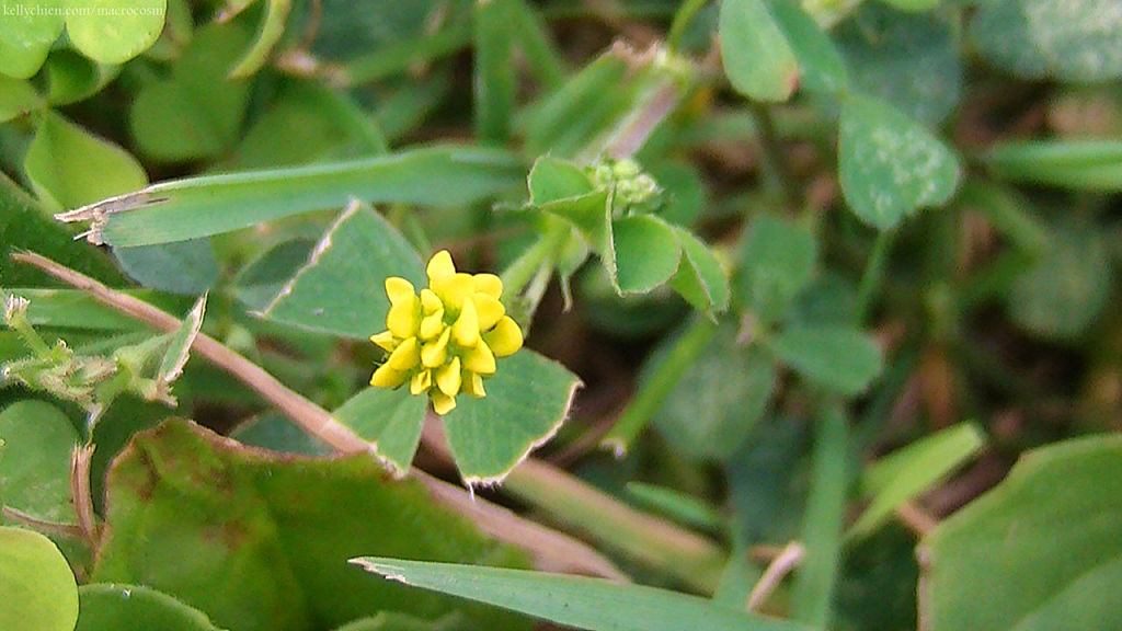 this-is-new-york.com Flowers along the Delaware & Ulster railroad hiking path, Hobart NY photo by Kelly Chien