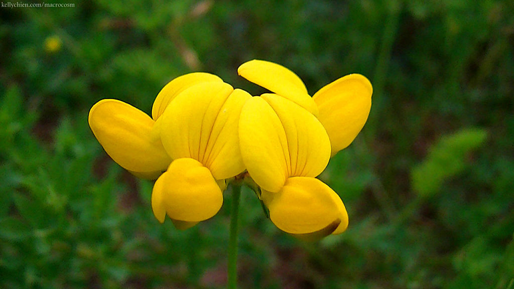 this-is-new-york.com Flowers around the old Delaware & Ulster railroad hiking path, Hobart NY photo by Kelly Chien