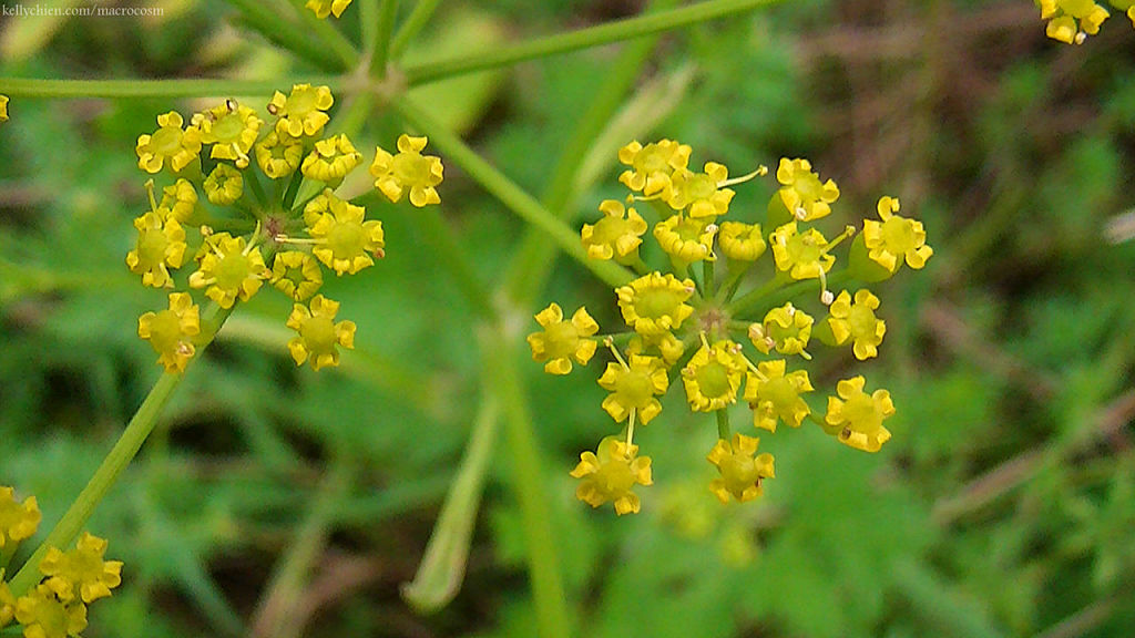 this-is-new-york.com Flowers along the Delaware & Ulster railroad hiking path, Hobart NY photo by Kelly Chien