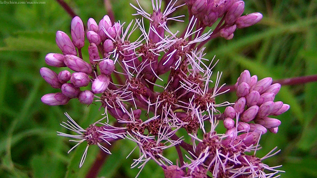 this-is-new-york.com Flowers along the Delaware & Ulster railroad hiking path, Hobart NY photo by Kelly Chien