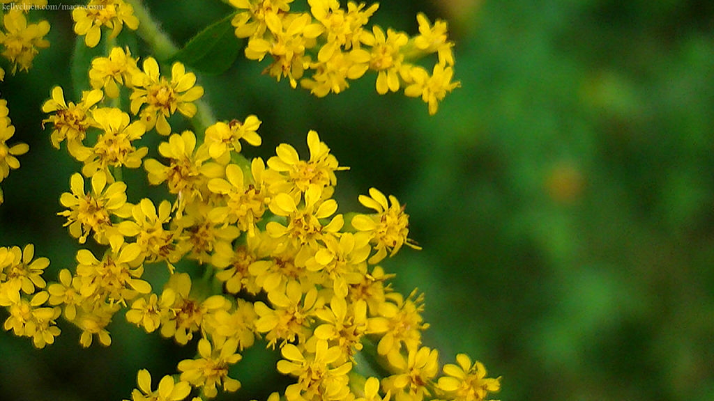 this-is-new-york.com Flowers along the Delaware & Ulster railroad hiking path, Hobart NY photo by Kelly Chien