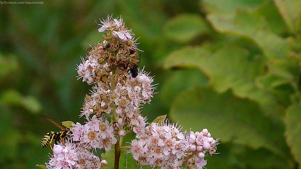 this-is-new-york.com Flowers along the Delaware & Ulster railroad hiking path, Hobart NY photo by Kelly Chien