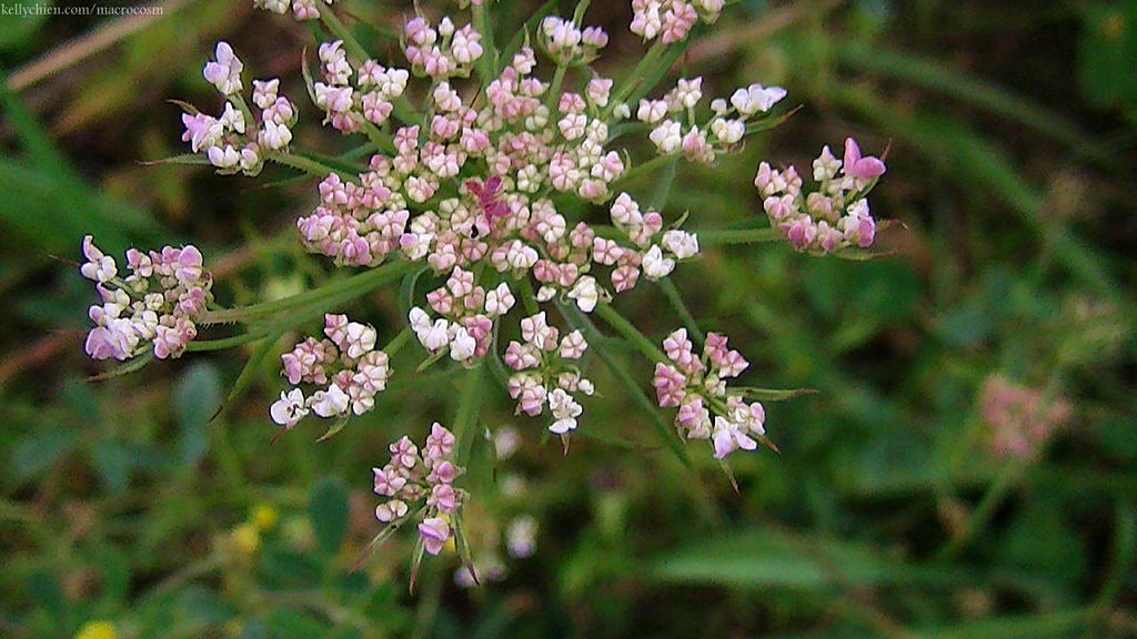 this-is-new-york.com Flowers along the Delaware & Ulster railroad hiking path, Hobart NY photo by Kelly Chien