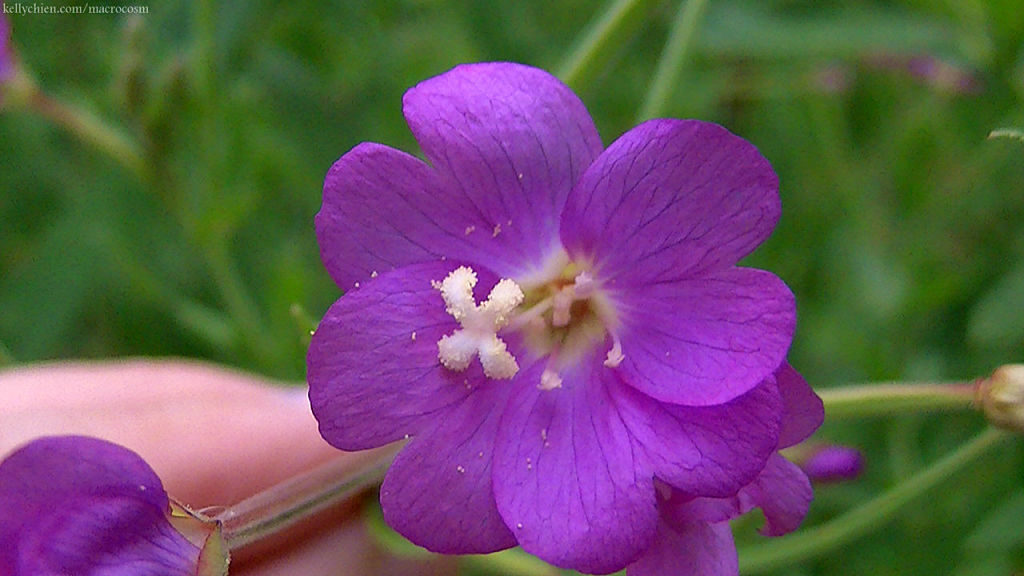 this-is-new-york.com Flowers along the Delaware & Ulster railroad hiking path, Hobart NY photo by Kelly Chien