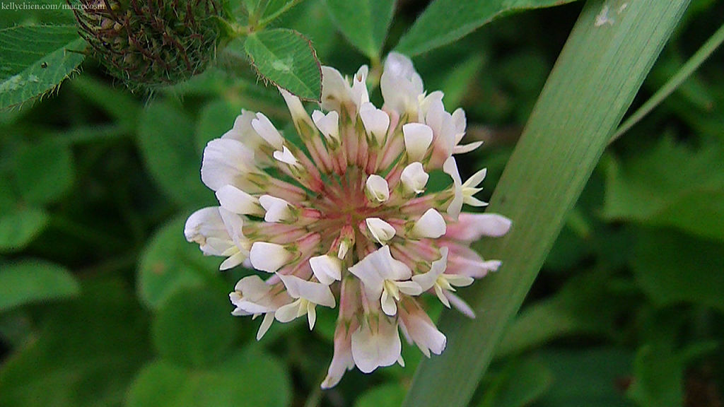 this-is-new-york.com Flowers along the Delaware & Ulster railroad hiking path, Hobart NY photo by Kelly Chien