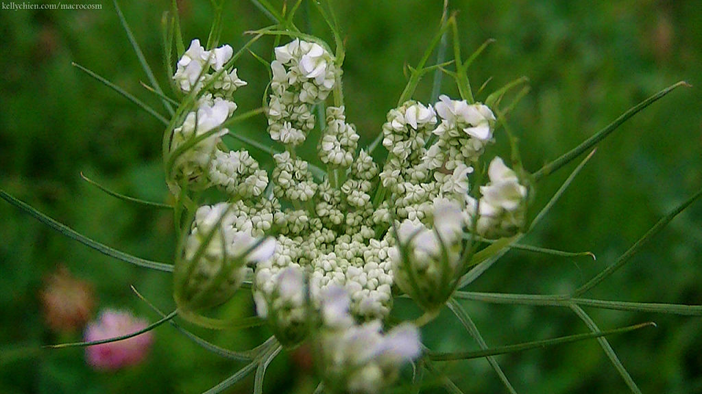 this-is-new-york.com Flowers along the Delaware & Ulster railroad hiking path, Hobart NY photo by Kelly Chien