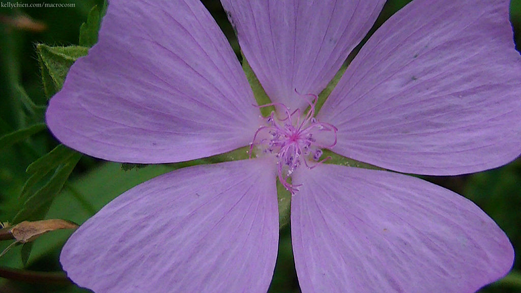 this-is-new-york.com Flowers along the Delaware & Ulster railroad hiking path, Hobart NY photo by Kelly Chien