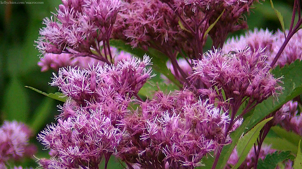 this-is-new-york.com Flowers along the Delaware & Ulster railroad hiking path, Hobart NY photo by Kelly Chien