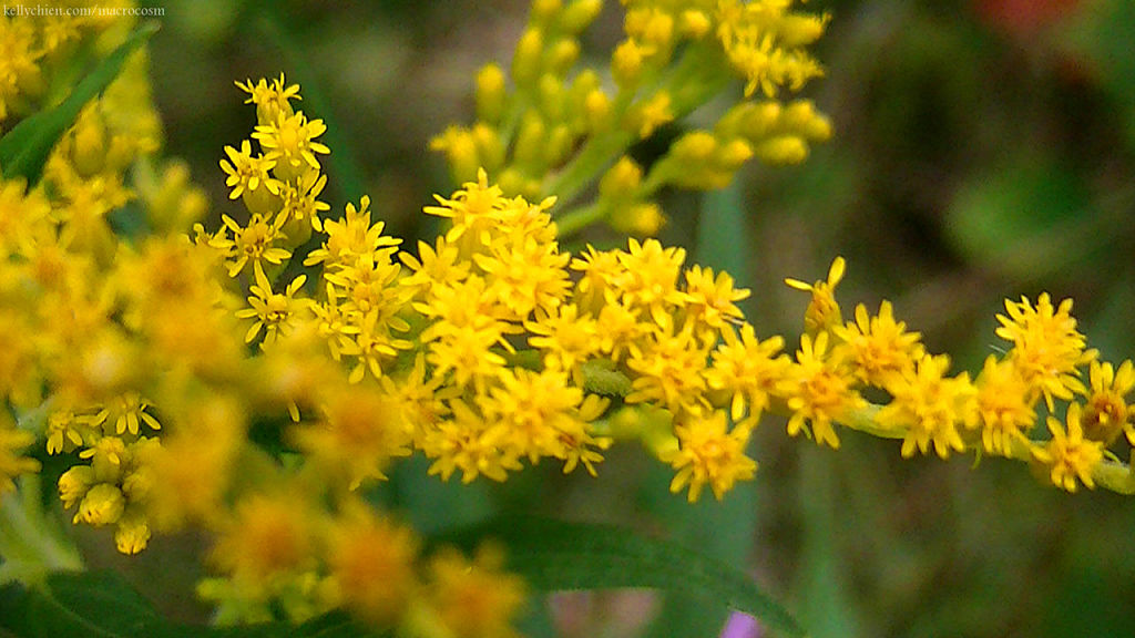 this-is-new-york.com Flowers along the Delaware & Ulster railroad hiking path, Hobart NY photo by Kelly Chien