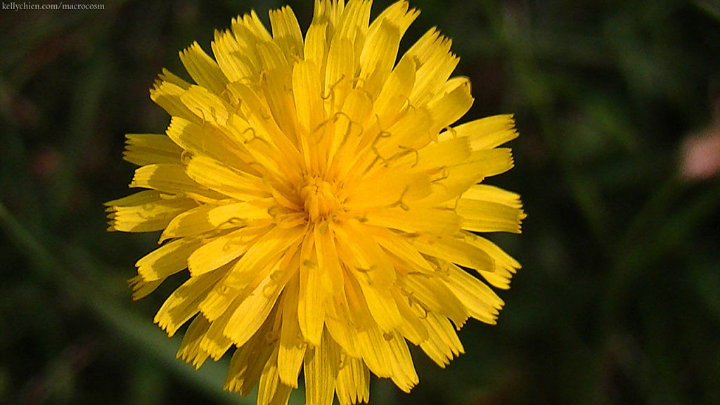 this-is-new-york.com Flowers along the Delaware & Ulster railroad hiking path, Hobart NY photo by Kelly Chien