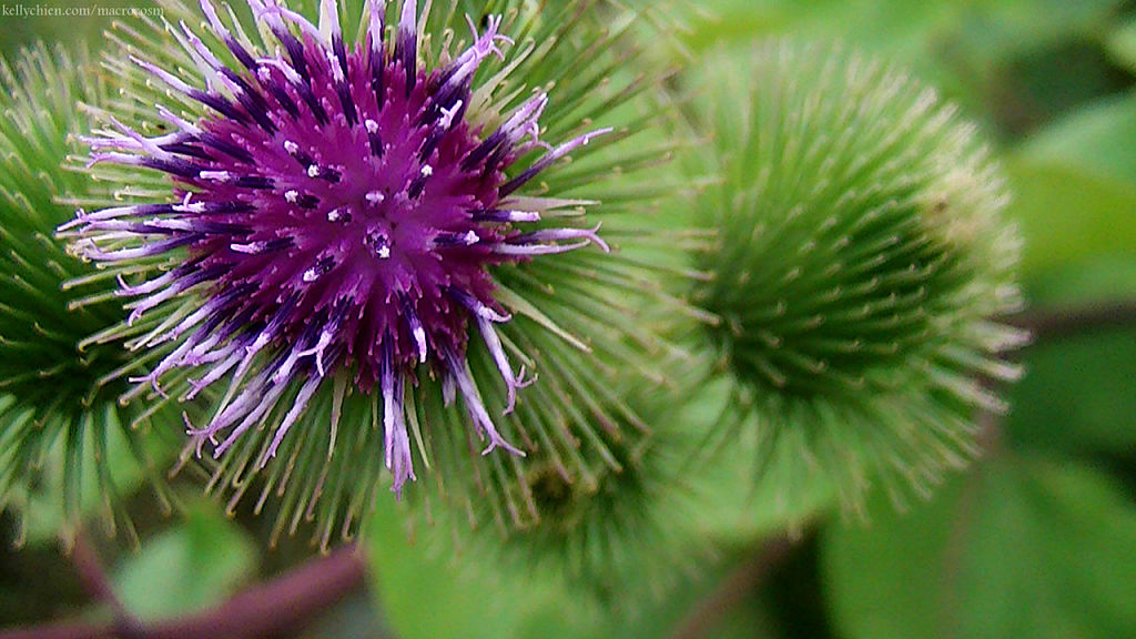 this-is-new-york.com Flowers along the Delaware & Ulster railroad hiking path, Hobart NY photo by Kelly Chien