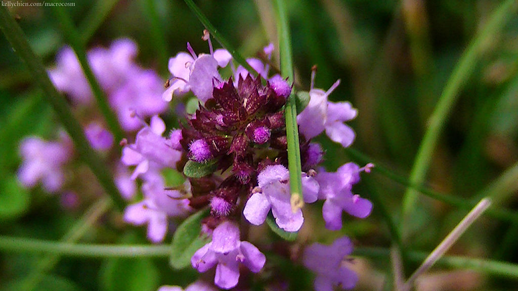 this-is-new-york.com Flowers along the Delaware & Ulster railroad hiking path, Hobart NY photo by Kelly Chien