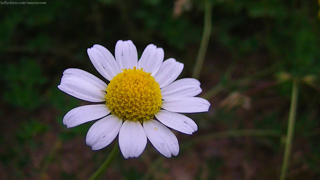 this-is-new-york.com Flowers along the Delaware & Ulster railroad hiking path, Hobart NY photo by Kelly Chien