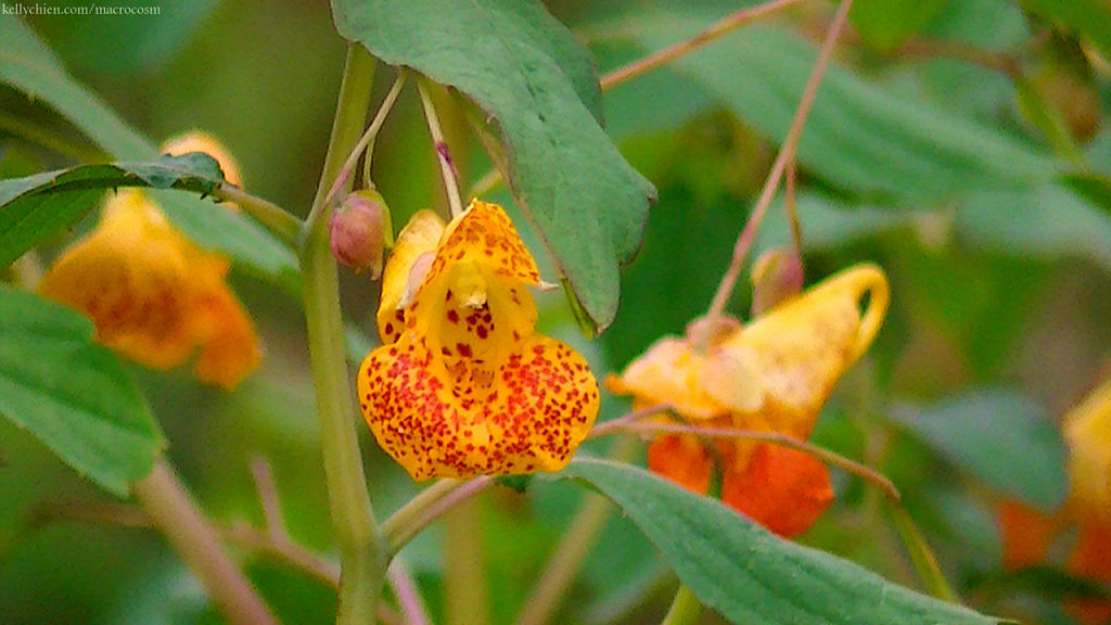 this-is-new-york.com Flowers along the Delaware & Ulster railroad hiking path, Hobart NY photo by Kelly Chien