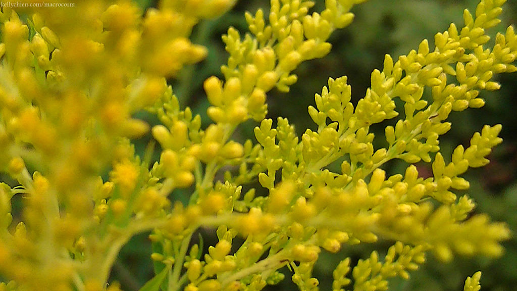 this-is-new-york.com Flowers along the Delaware & Ulster railroad hiking path, Hobart NY photo by Kelly Chien