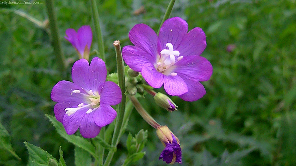 this-is-new-york.com Flowers along the Delaware & Ulster railroad hiking path, Hobart NY photo by Kelly Chien