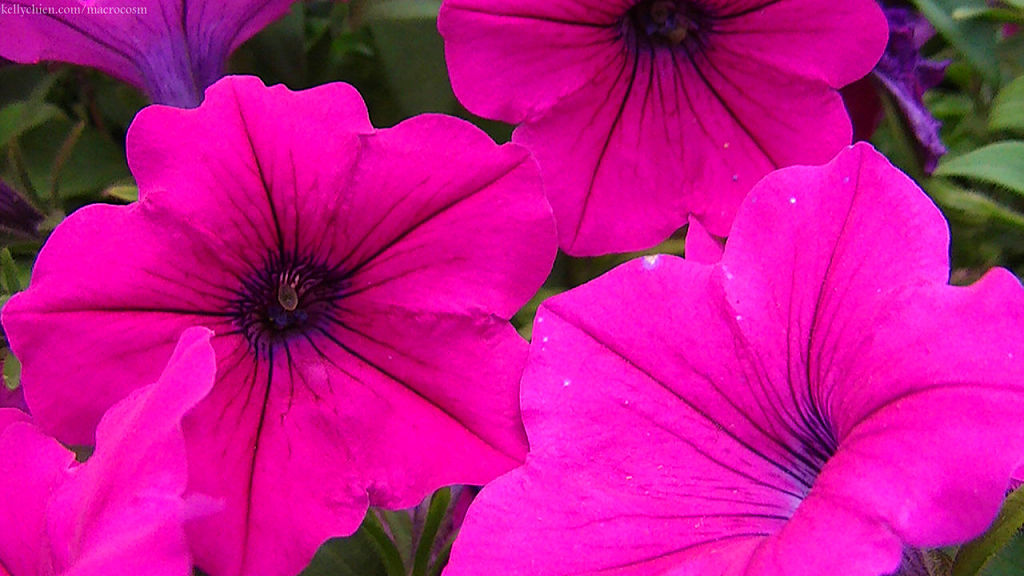 this-is-new-york.com Flowers along the Delaware & Ulster railroad hiking path, Hobart NY photo by Kelly Chien