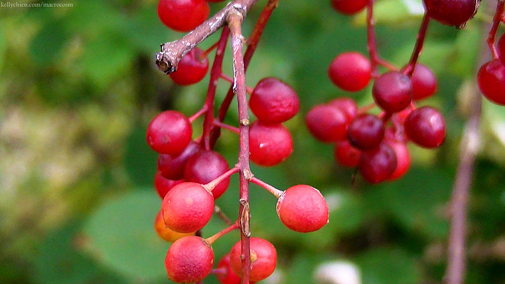 this-is-new-york.com Flowers along the Delaware & Ulster railroad hiking path, Hobart NY photo by Kelly Chien