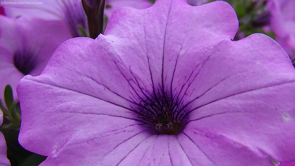 this-is-new-york.com Flowers along the Delaware & Ulster railroad hiking path, Hobart NY photo by Kelly Chien