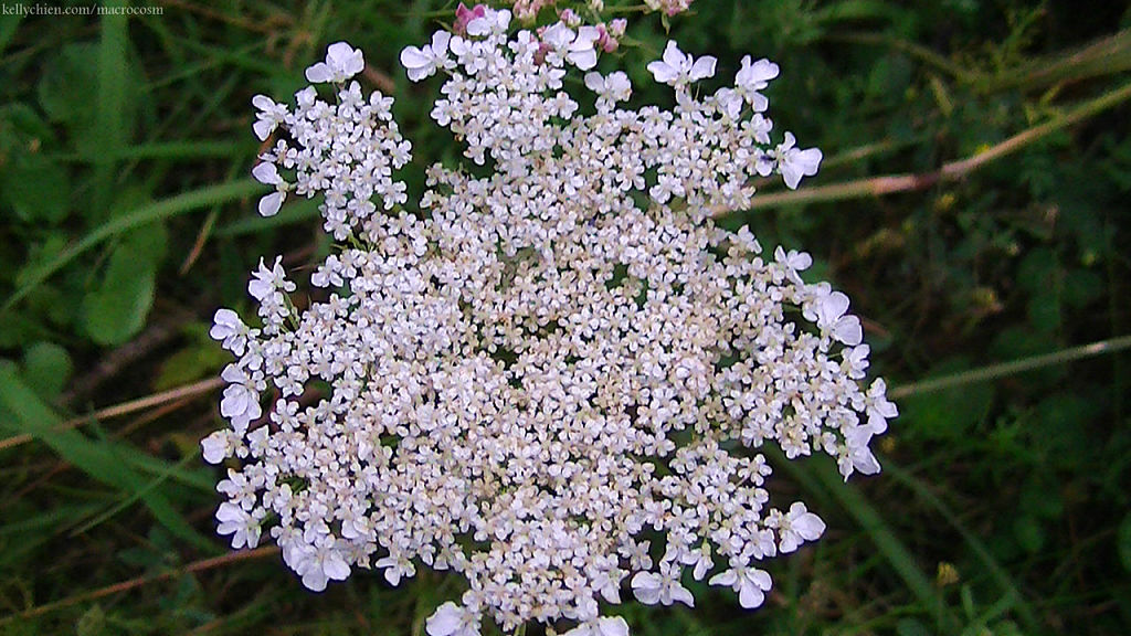 this-is-new-york.com Flowers along the Delaware & Ulster railroad hiking path, Hobart NY photo by Kelly Chien