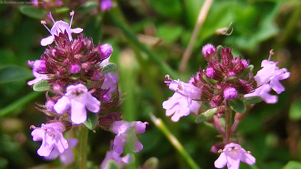 this-is-new-york.com Flowers along the Delaware & Ulster railroad hiking path, Hobart NY photo by Kelly Chien