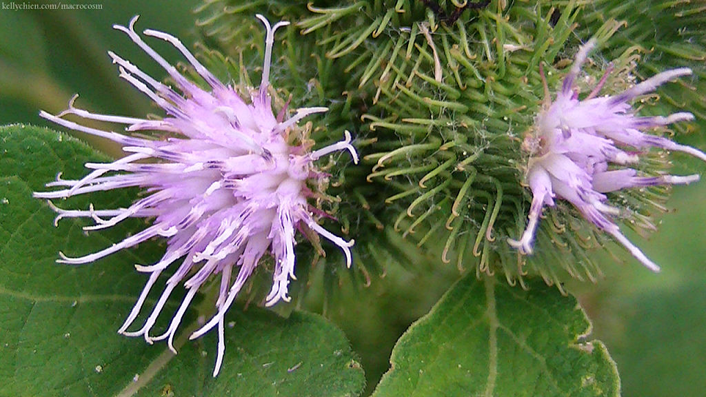 this-is-new-york.com Flowers along the Delaware & Ulster railroad hiking path, Hobart NY photo by Kelly Chien