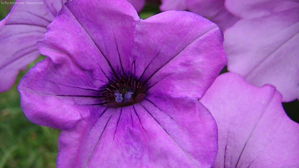 this-is-new-york.com Flowers along the Delaware & Ulster railroad hiking path, Hobart NY photo by Kelly Chien