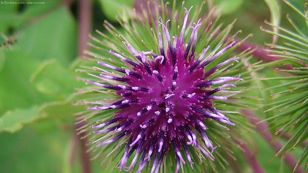 this-is-new-york.com Flowers along the Delaware & Ulster railroad hiking path, Hobart NY photo by Kelly Chien