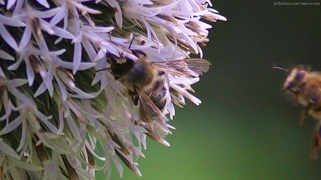 this-is-new-york.com Flowers along the Delaware & Ulster railroad hiking path, Hobart NY photo by Kelly Chien