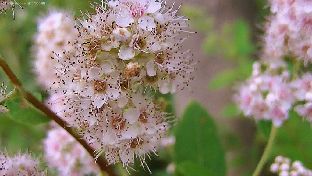 this-is-new-york.com Flowers along the Delaware & Ulster railroad hiking path, Hobart NY photo by Kelly Chien